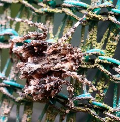 Stephanopis carcinoides