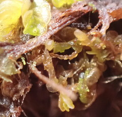 Fuscocephaloziopsis lunulifolia