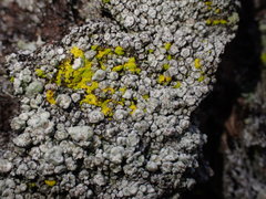 Pertusaria subambigens