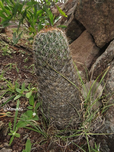 Coryphantha unicornis