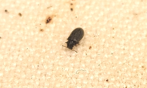 Laricobius nigrinus photo 3
