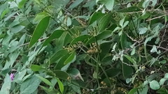 Phoradendron nervosum