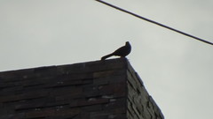 Turdus fuscater