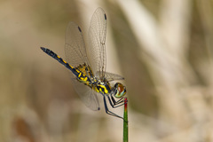 Celithemis ornata