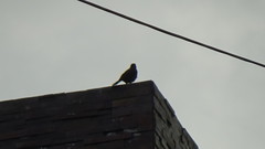 Turdus fuscater