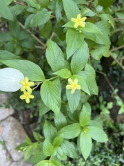 Mussaendeae