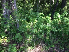 Zanthoxylum hirsutum