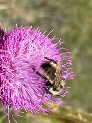 Bombus fervidus