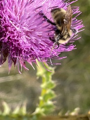 Bombus fervidus