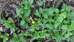 Capsicum rhomboideum