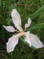 Iris fernaldii