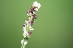 Sphacelotheca polygoni-serrulati