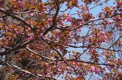 Prunus serrulata