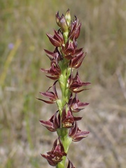 Prasophyllum appendiculatum