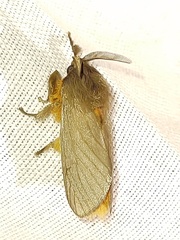 Thoscora pellucida