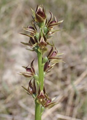Prasophyllum appendiculatum