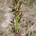 Prasophyllum appendiculatum - Photo (c) johneichler, some rights reserved (CC BY-NC), uploaded by johneichler