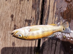 Cichla