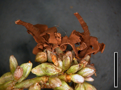 Sphacelotheca polygoni-serrulati