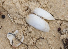 Venerupis galactites