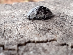 Ospidus chrysomeloides