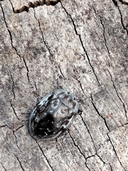 Ospidus chrysomeloides