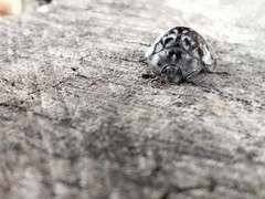 Ospidus chrysomeloides