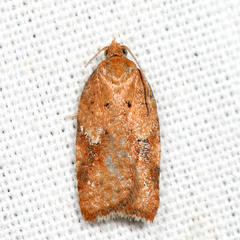 Acleris stadiana