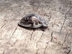 Ospidus chrysomeloides