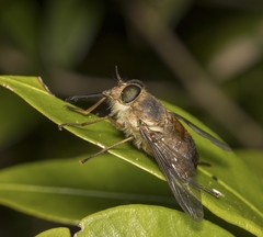 Scaptia viridiventris