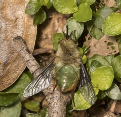Scaptia viridiventris