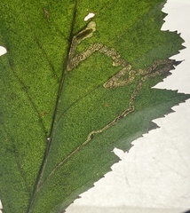 Stigmella oxyacanthella