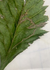 Stigmella oxyacanthella