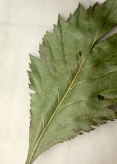 Stigmella oxyacanthella