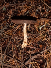 Agaricus kerriganii
