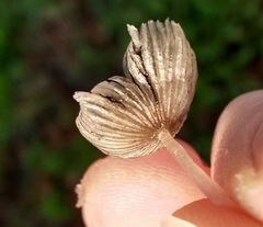 Coprinopsis lagopus