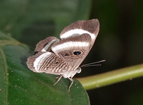 Mesosemia thymetus