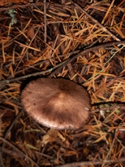 Agaricus kerriganii