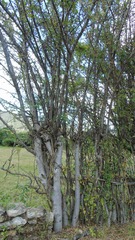 Bursera glabrifolia