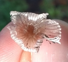 Coprinopsis lagopus