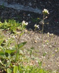 Capsella bursa-pastoris