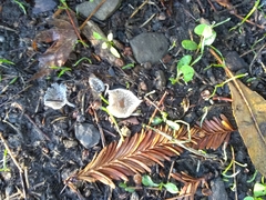 Coprinopsis lagopus