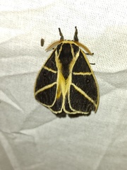 Automeris lauroia