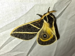 Automeris lauroia