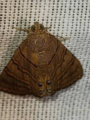 Eulepidotis caeruleilinea