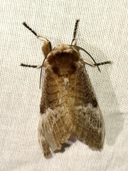 Podalia walkeri