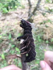 Citheronia phoronea