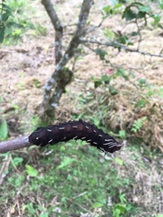 Citheronia phoronea