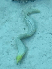 Gymnothorax pictus