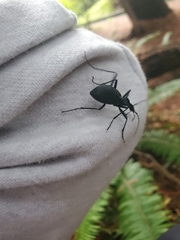 Scaphinotus angusticollis